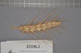 Click for 1 image(s) for this accession. Spike